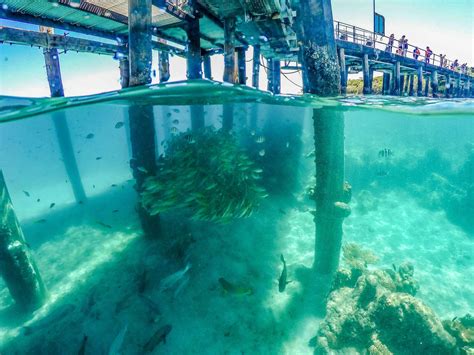 Snorkelling on Green Island | Snorkeling on the Great Barrier Reef Cairns Australia