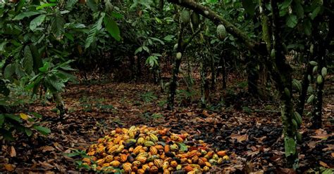 Cocoa prices hit highest in 12 years in New York | Reuters