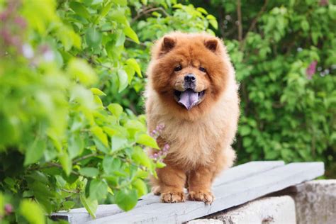 8 Unique Chow Chow Colors: A Guide To Rare Patterns