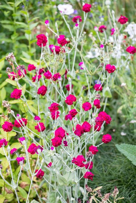 Rose Campion | Piedmont Master Gardeners