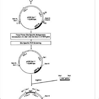 Strategy for the construction of the VDR gene targeting vector. Primers... | Download Scientific ...