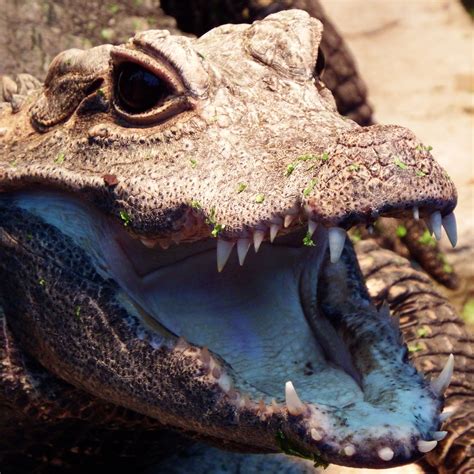 A dwarf crocodile in the tropical house - Marwell Zoo. Marwell Zoo ...