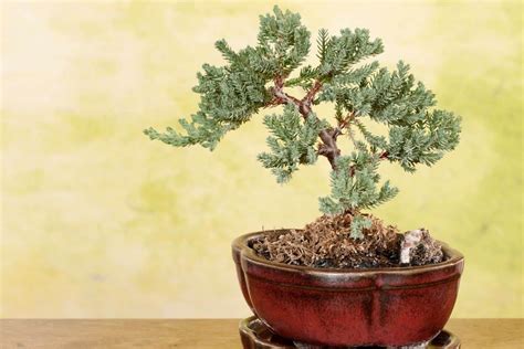 How To Grow And Care For Juniper Bonsai Trees