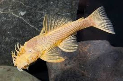 Albino Bristlenose Pleco Florida MEDIUM - Bluegrassaquatics.com