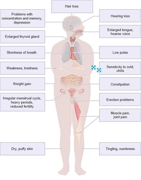 Underactive thyroid (hypothyroidism) | informedhealth.org