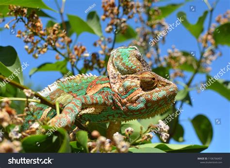 Green chameleon camouflaged by taking colors of its nature #Ad , #AD, #chameleon#Green# ...