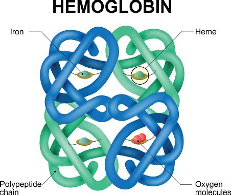 Hemoglobin Molecule Stock Illustration - Download Image Now - iStock