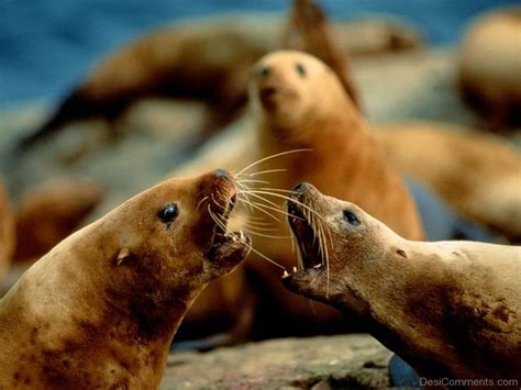 Steller Sea Lion - Desi Comments