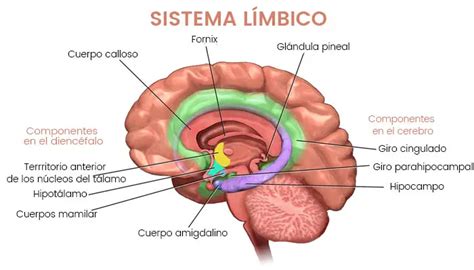 Sistema límbico: estructura y funciones | TiTi