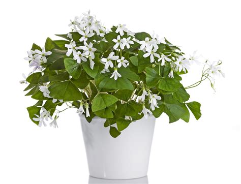 Grow a Lucky Charm: How to Care for a Shamrock Plant