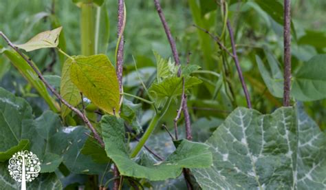 Corn, Beans, And Squash: How To Grow A Three Sisters Garden | Garden ...