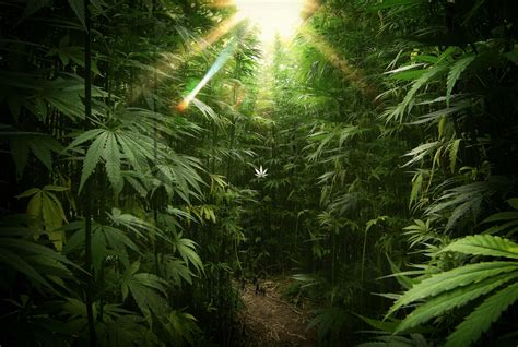 Marijuana Wallpaper (44+ images)