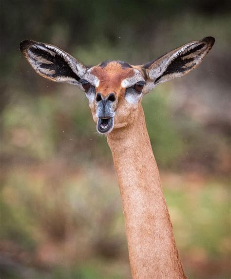 Yaron Schmid (@yswildlifephotography) on Instagram: “In my last post, I showed the male Gerenuk ...