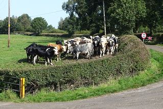 Houndings Herd | I walked along Houndings Lane and through t… | Flickr