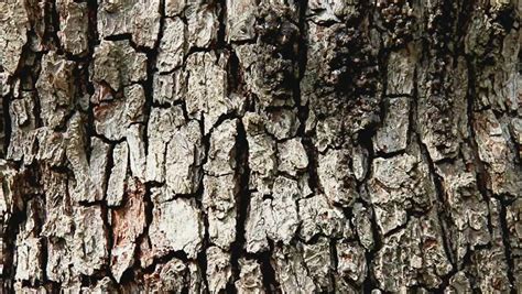 Close Up Of Pear Tree Bark Stock Footage Video 6049181 - Shutterstock