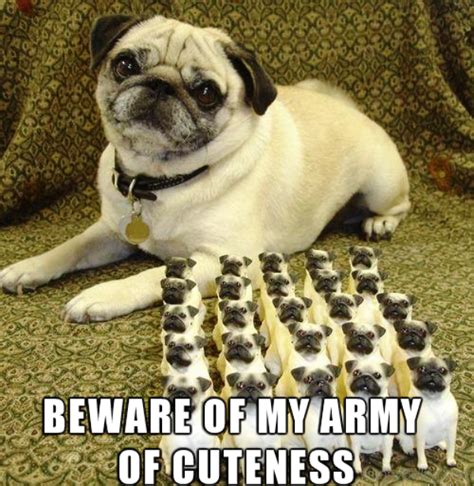 100 Hilarious Pug Memes Pictures