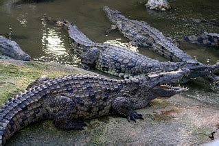 La ferme aux crocodiles (PIERRELATTE,FR26) | jean-louis Zimmermann | Flickr