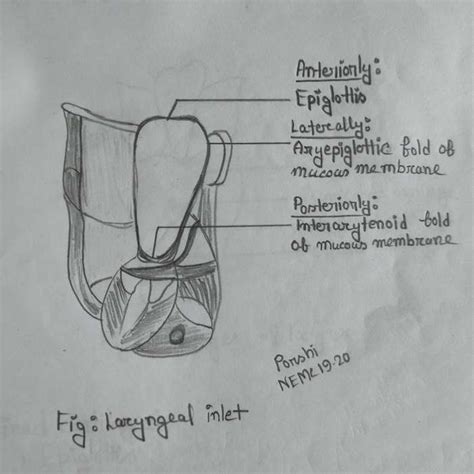 Head & Neck Diagram - Emedicodiary