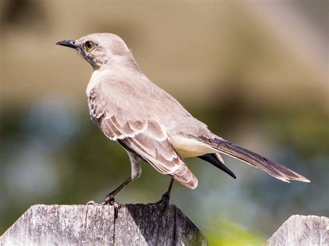 Zenfolio | This Clicks Photography | Florida Mockingbird