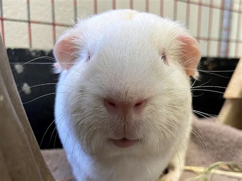 Fee-Free Guinea Pig, Rabbit Adoption Weekend in Salem, MA Shelters ...