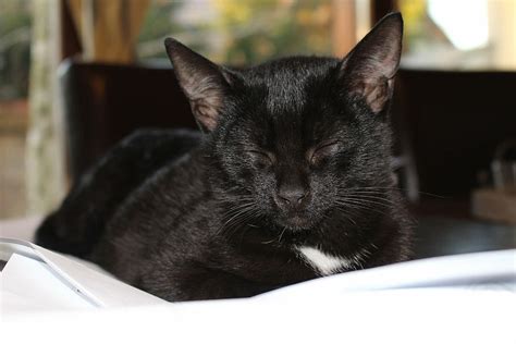 black, cat, sleeping, white, sheet, kitten, sleep, pets, domestic cat ...