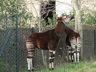 Okapi Definition, Facts & Habitat | Study.com