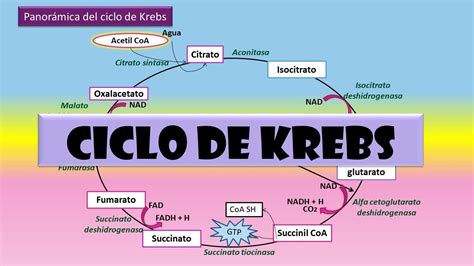 Ciclo De Krebs Mapa Mental - ENSINO