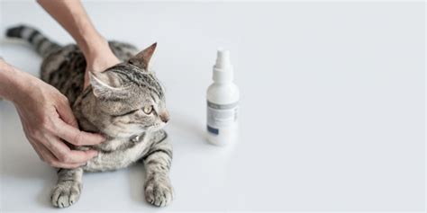 Tresaderm for Cats: Overview, Dosage & Side Effects - Cats.com