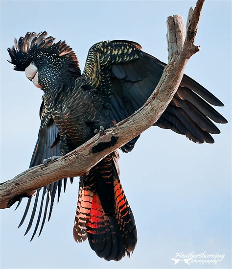 Red Tailed Black Cockatoo | A Red Tailed Black Cockatoo phot… | Flickr