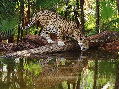 QQ Wallpapers: Jaguars are the biggest of South America's big cats