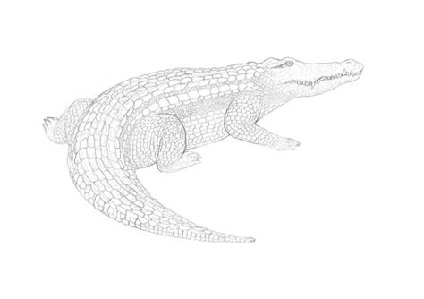 How to Draw a Crocodile with Pen and Ink