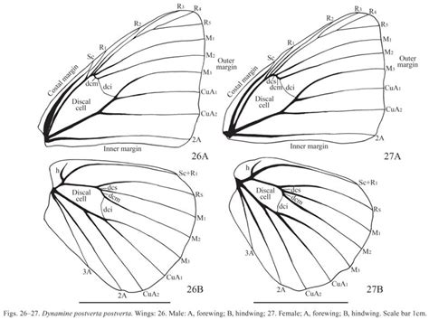 Image result for butterfly wing veins | Butterfly wings, Butterfly wings pattern, Butterfly art ...