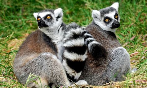 Ring-Tailed Lemur - Los Angeles Zoo and Botanical Gardens