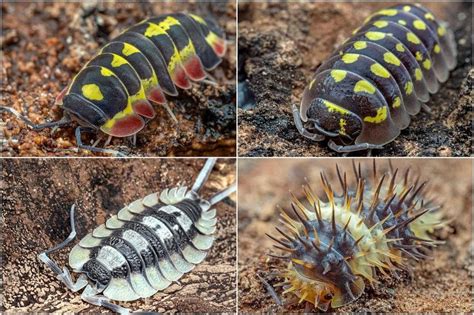 ‘They’re not insects!’: Isopods grow in popularity as pets in Singapore | The Straits Times