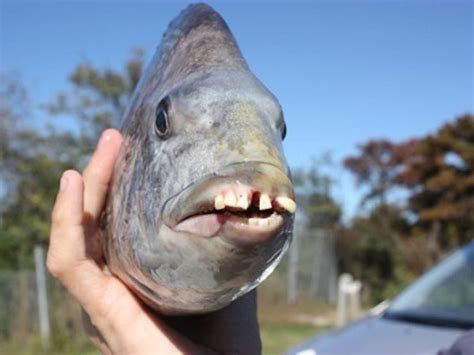 These Sheepshead Fish With Human Teeth Are The Stuff Of Nightmares (21 ...