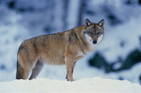 Wolf (Canis lupus) – License image – 70165814 lookphotos