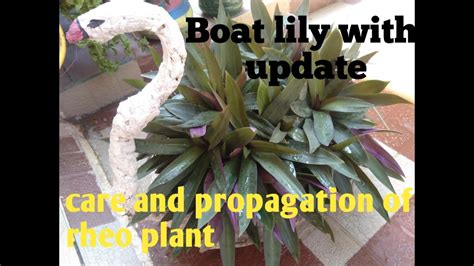 Best decorative plants. All about boat lily plant. Rheo plant. care and ...