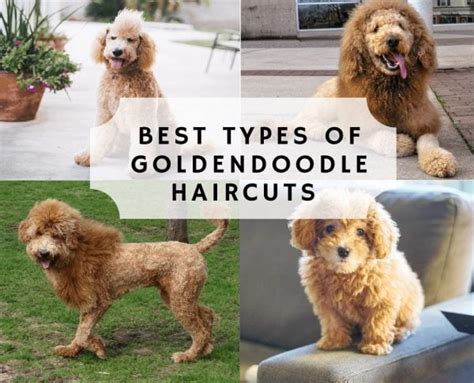 Best Types of Goldendoodle Haircuts!