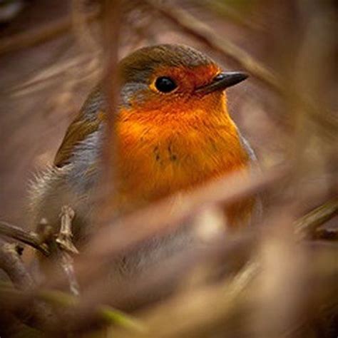 Cute Robin | Pet birds, Beautiful birds, Colorful birds