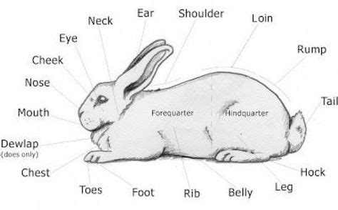 parts of a rabbit #rabbithouses (With images) | Rabbit anatomy, Show rabbits, Showmanship