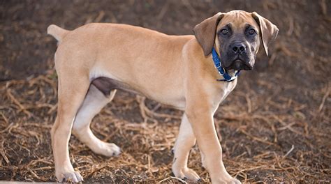 Boerboel Dog: Breed Information Center for the South African Boerboel