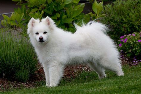 Meet the American Eskimo Dog!