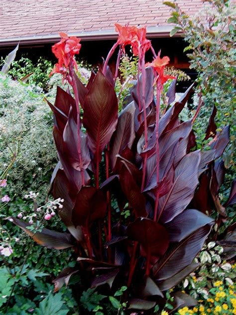 Canna lily | Building collection of tropical plants | Pinterest | Red ...