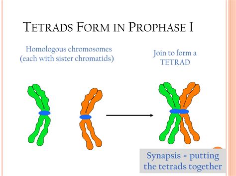 PPT - Meiosis Formation of Gametes PowerPoint Presentation, free ...