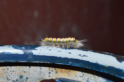 Yellow and White Moth Caterpillar on White and Blue Surface · Free Stock Photo