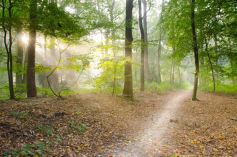 Beautiful British Woodlands and Forests