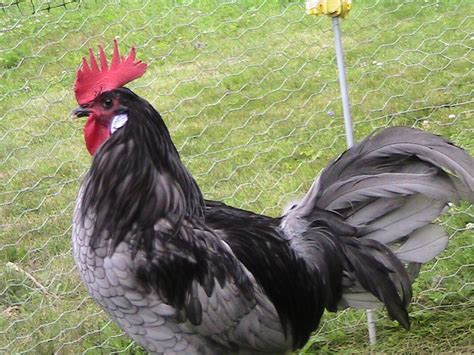 Andalusian For Sale | Chickens | Breed Information | Omlet