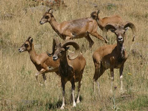 Preserving the Argali Conservation Network