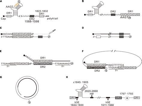 Frontiers | DNA Engineering and Hepatitis B Virus Replication