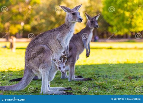 Red Kangaroo Mother And Joey In Australia Stock Photo | CartoonDealer ...